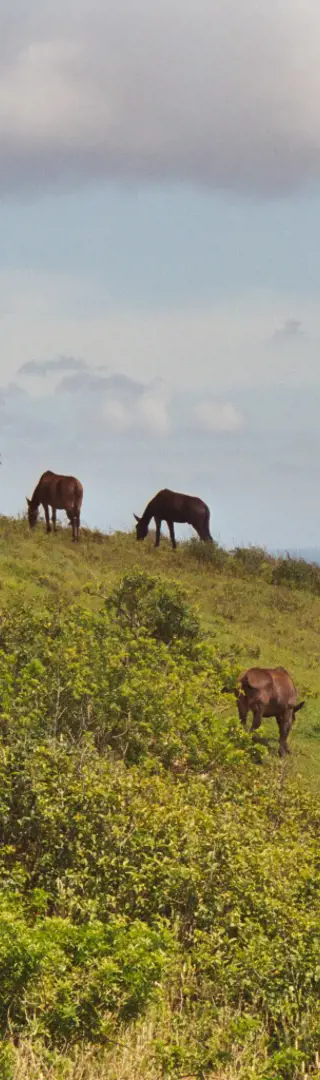 Nordküste, Big Island